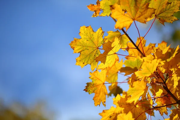 Кленовые листья и небо — стоковое фото