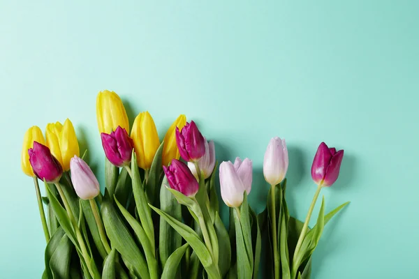 Frühling Tulpen auf pastellblauem Hintergrund — Stockfoto