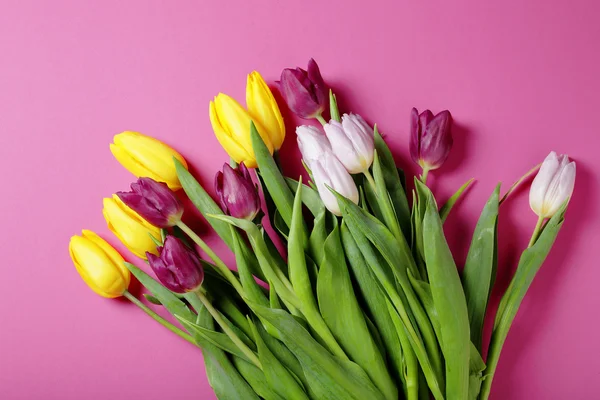 Bunga tulip pada latar belakang warna pink cerah — Stok Foto