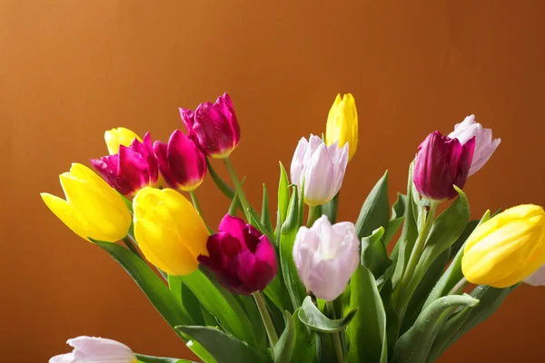 Tulipanes de color fresco —  Fotos de Stock