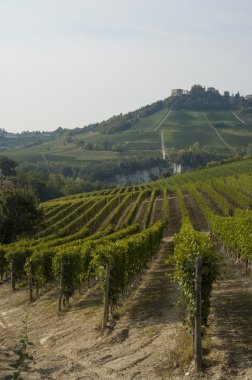 Langhe bağ manzara