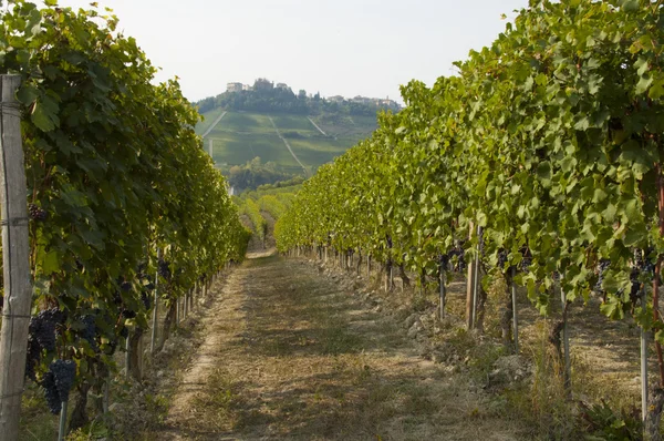 Langhe viñedo paisaje — Foto de Stock