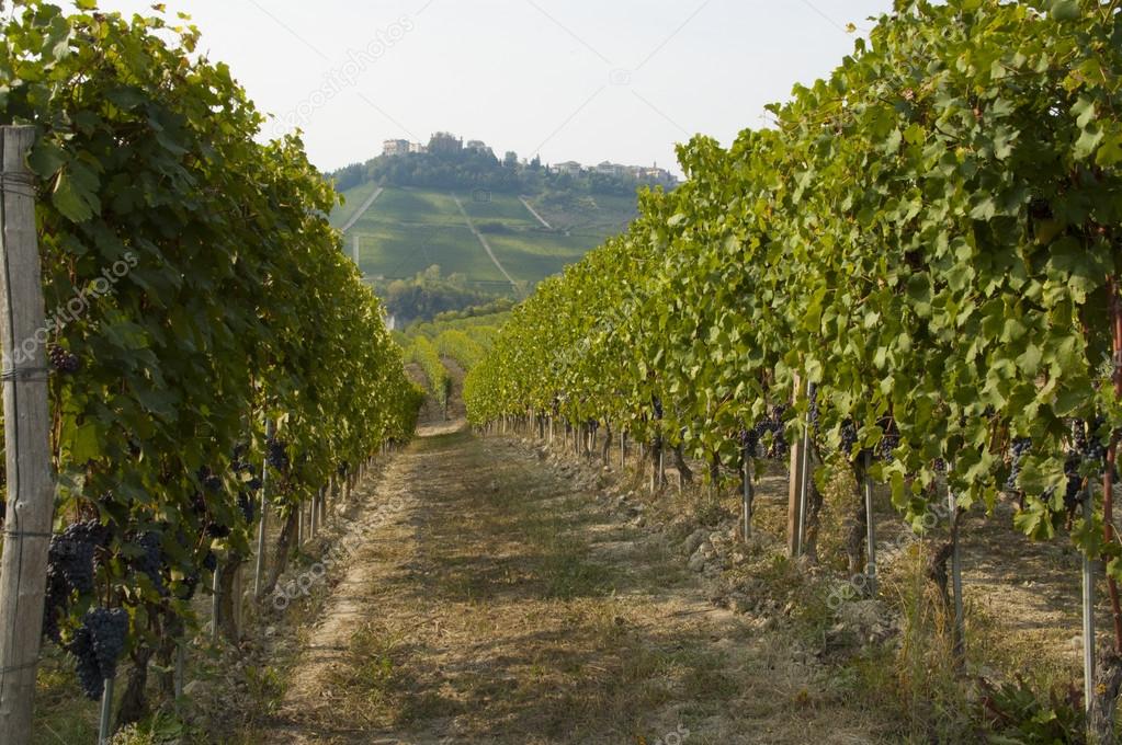 Langhe vineyard landscape