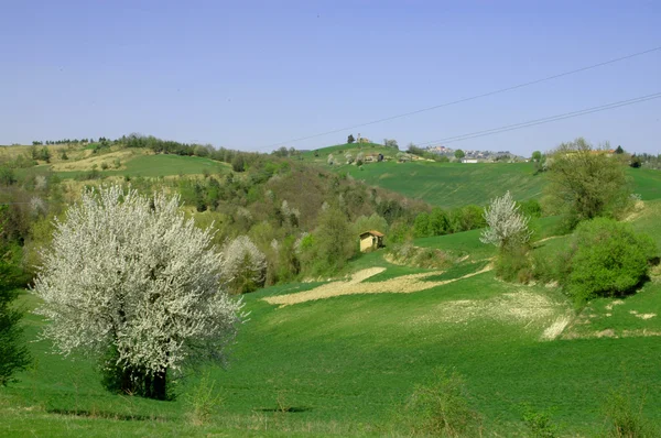 Langhe paisaje con cerezos — Foto de Stock