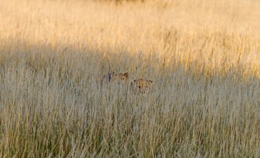 Cheetah Savannah, Namibya