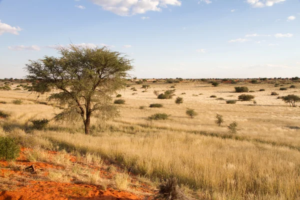 Paisagem da Namíbia — Fotografia de Stock