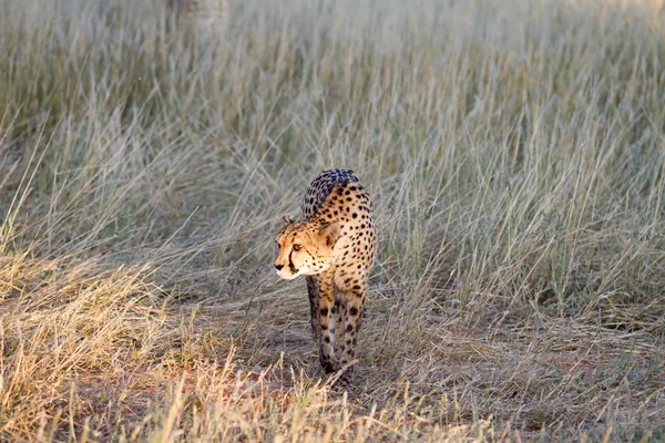 Gepard, Namibie — Stock fotografie