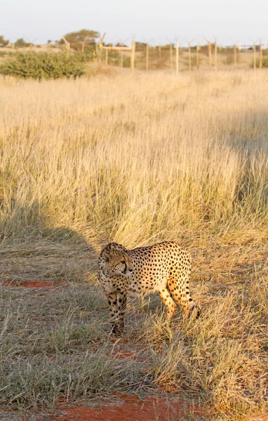 Gepard, Namibie — Stock fotografie