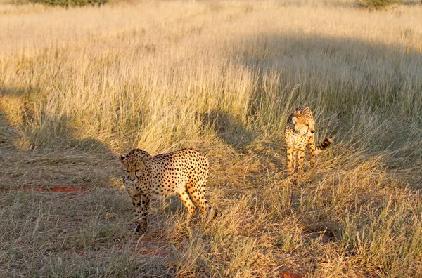 Cheetahs, Namibia — Stock Photo, Image