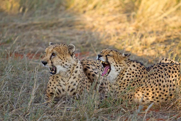 Cheetah, Namíbia — Fotografia de Stock