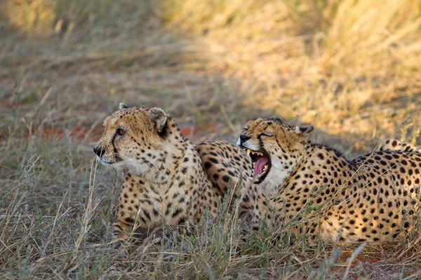 Cheetah, Namíbia — Fotografia de Stock