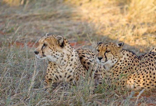 Geparden, Namibia — Stockfoto