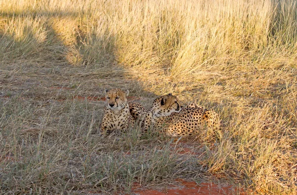 Cheetah, Namibia — Fotografie, imagine de stoc