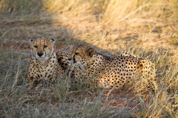 Cheetah, Namibië — Stockfoto