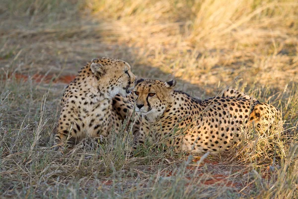 Ghepardo, namibia — Foto Stock