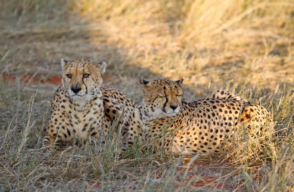 Geparden, Namibia — Stockfoto