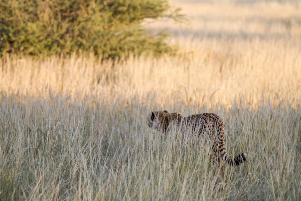 Gepard, Namibie — Stock fotografie