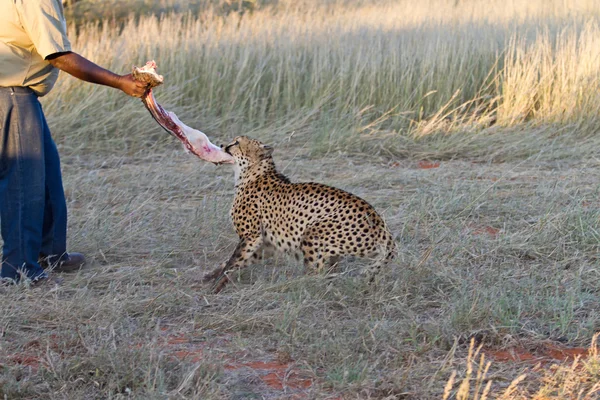 Cheetah, Namibia — Fotografie, imagine de stoc