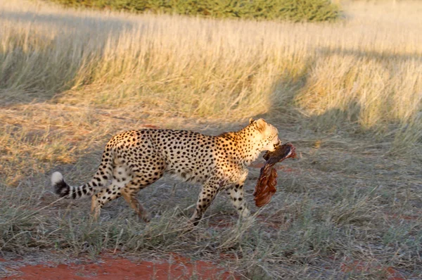 Cheetah, Namibia — Fotografie, imagine de stoc