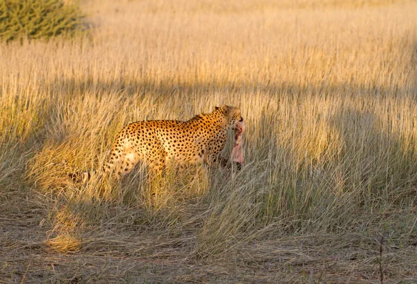 Gepard, Namibie — Stock fotografie