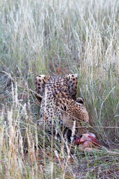 Cheetah, Namíbia — Fotografia de Stock