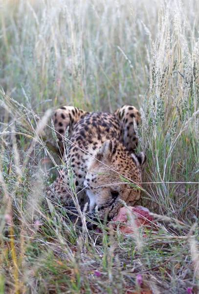 Cheetah, Namibia — Fotografie, imagine de stoc