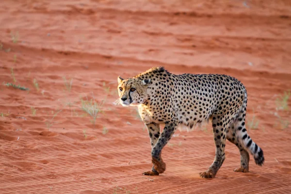 Chita, namibia Imagen De Stock