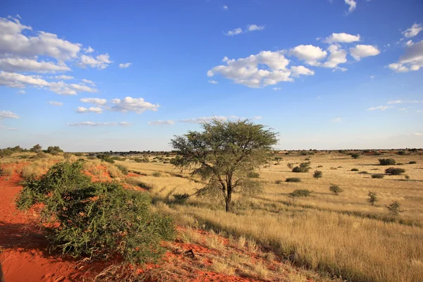 Krajobraz Namibii — Zdjęcie stockowe