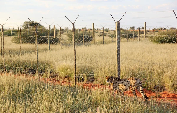 Gepard, namibia — Zdjęcie stockowe