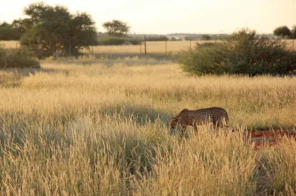 Cheeta, Namibië — Stockfoto