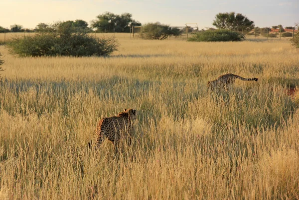 Gepardy, Namibia — Zdjęcie stockowe