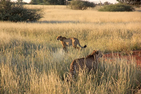 Gepardi, Namibie — Stock fotografie