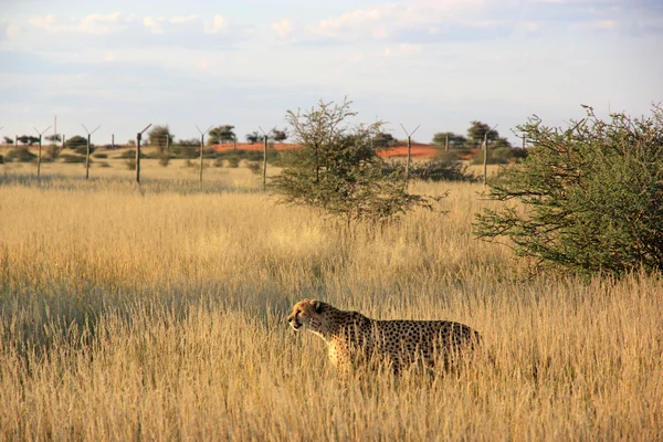 Cheetah, Namibie — Photo
