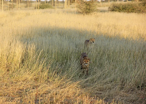 Cheetahs, Namibia — Stock Photo, Image