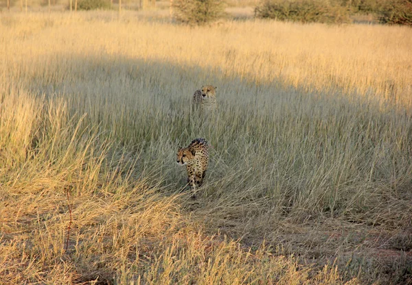 Guépards, Namibie — Photo