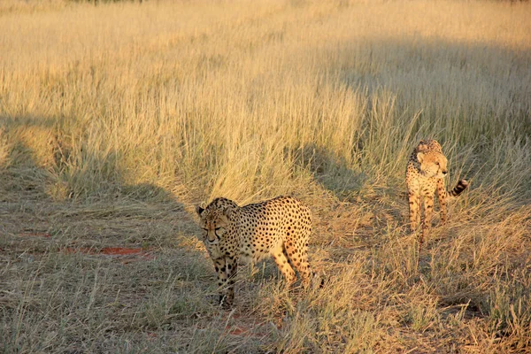 Cheetahs, Namibia — Stock Photo, Image