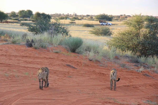 Гепарды, Намибия — стоковое фото