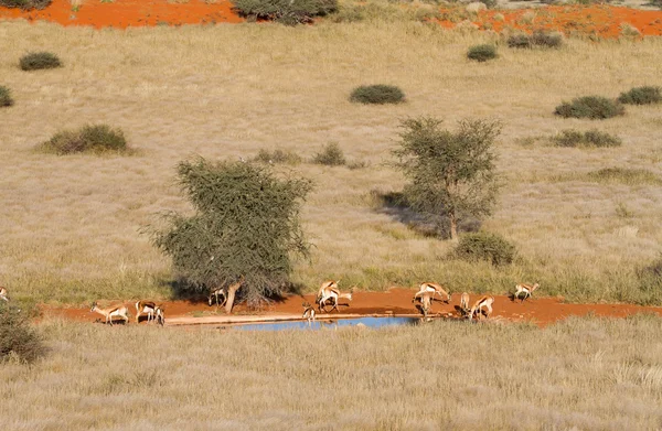 Springbok, Namíbia — Fotografia de Stock