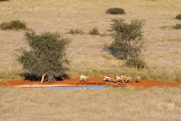 Springbok, Namíbia — Fotografia de Stock