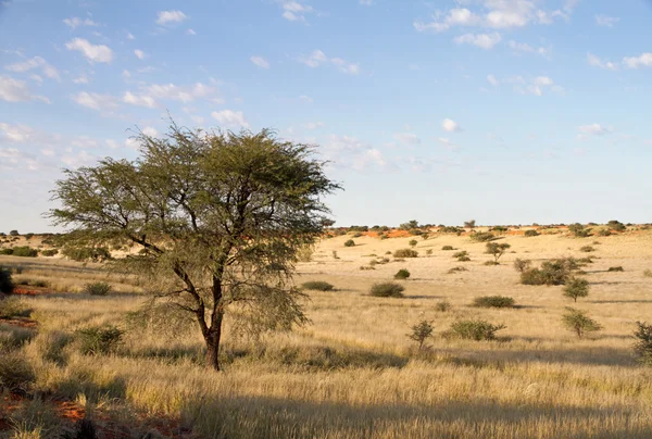 Namibian landscape — Stock Photo, Image