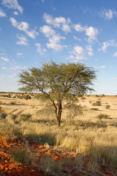 Krajobraz Namibii — Zdjęcie stockowe