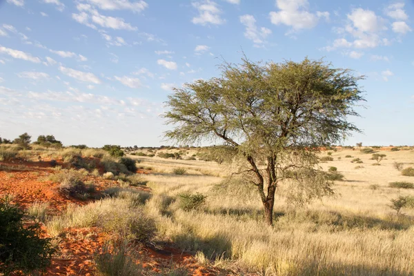 Krajobraz Namibii — Zdjęcie stockowe