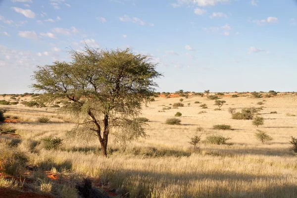 Krajobraz Namibii — Zdjęcie stockowe