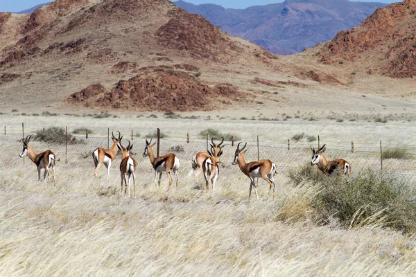 Springbok. —  Fotos de Stock