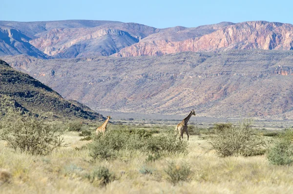 Giraffes — Stock Photo, Image