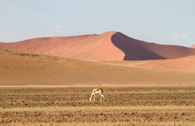 Sossusvlei park, Namibya