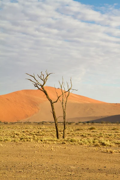 Sossusvlei parku, Namibia — Zdjęcie stockowe