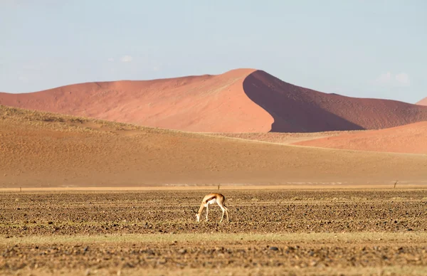 Parque Sossusvlei, Namibia — Foto de Stock