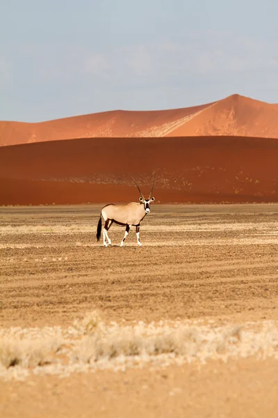 Parc Sossusvlei, Namibie — Photo