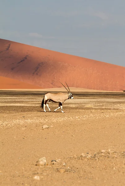 Parque Sossusvlei, Namibia —  Fotos de Stock